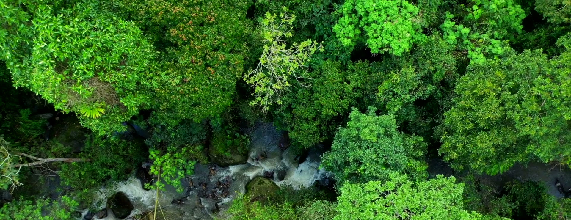 Aerial view of the cloud forest and the Apulo River at La Palma & El Tucan