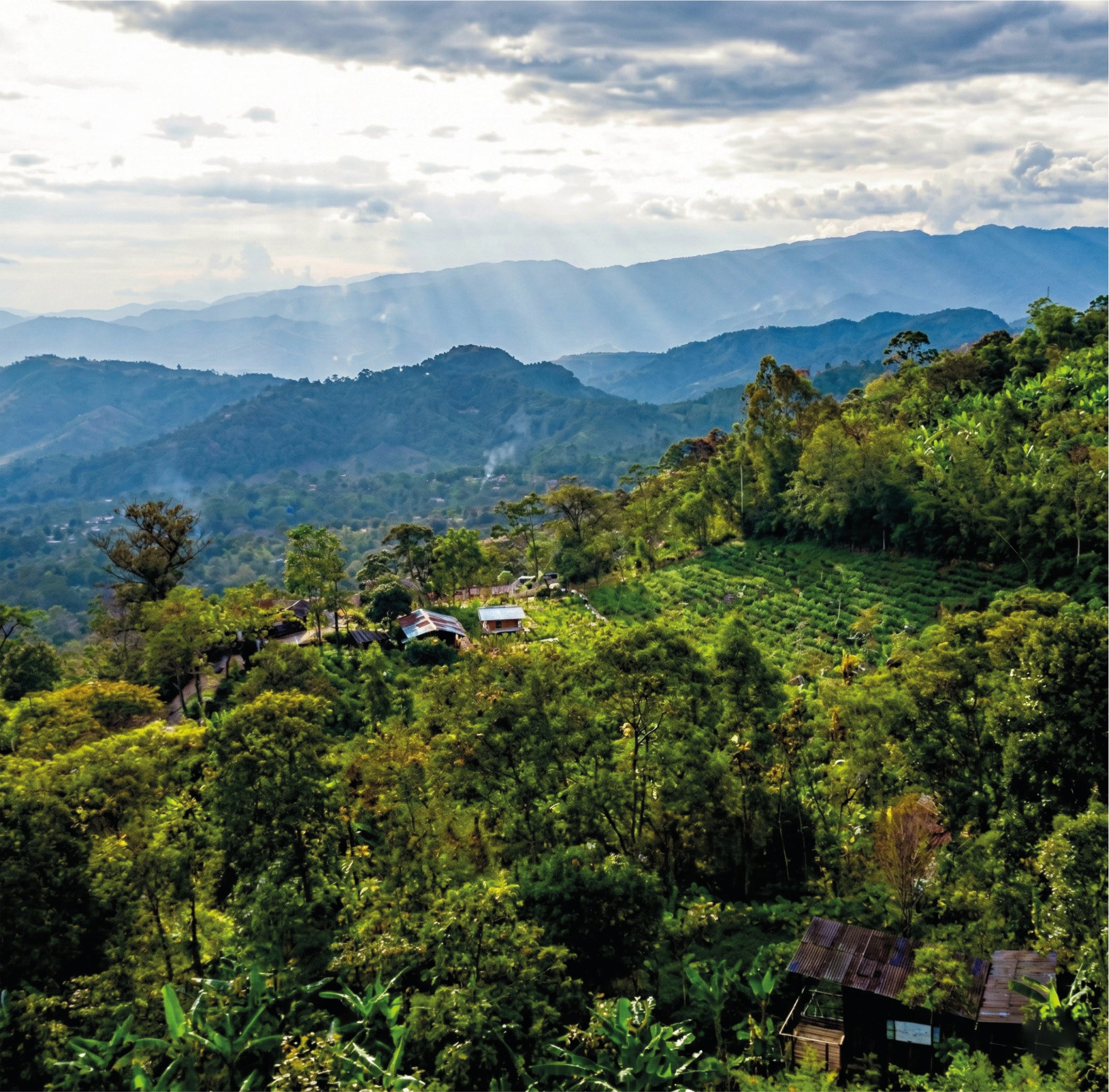 La Palma & El Tucán coffee estate