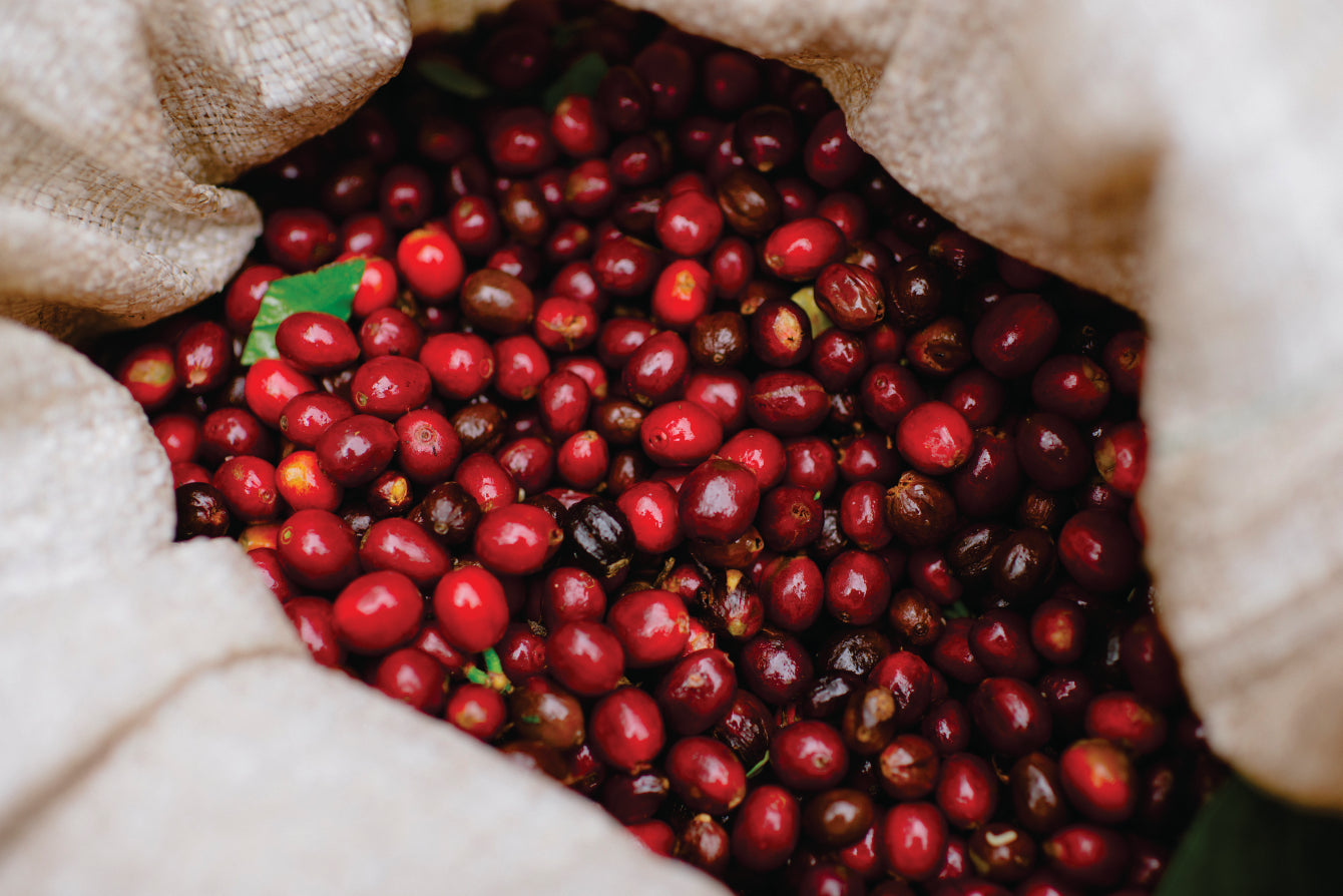 Green coffee from La Palma & El Tucán