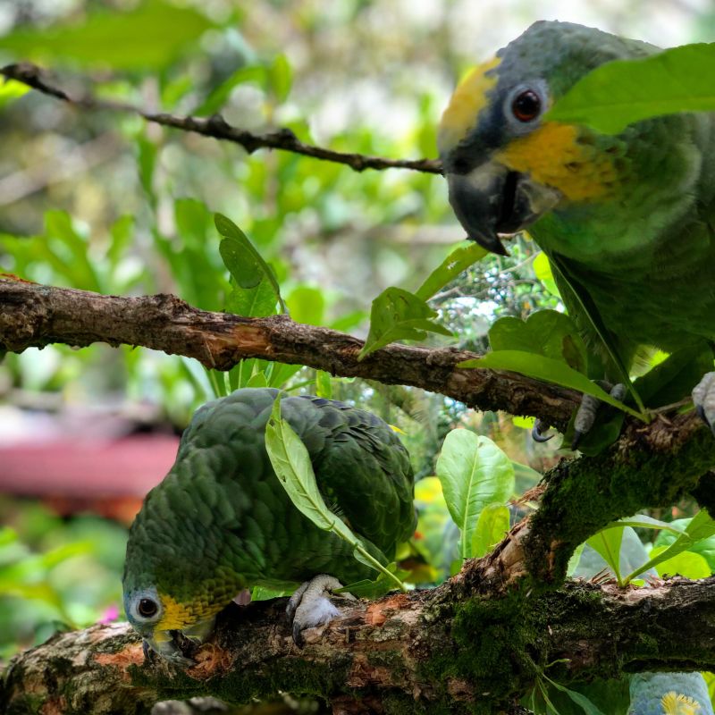 Cloud Forest Birds — recorded at La Palma & El Tucán, Zipacón, Colombia