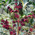 Geisha Plant Music — recorded at La Palma & El Tucán, Zipacón, Colombia