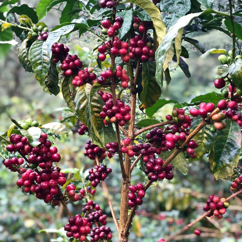 Geisha Plant Music — recorded at La Palma & El Tucán, Zipacón, Colombia