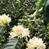 Geisha Plant Bioelectrics — recorded at La Palma & El Tucán, Zipacón, Colombia