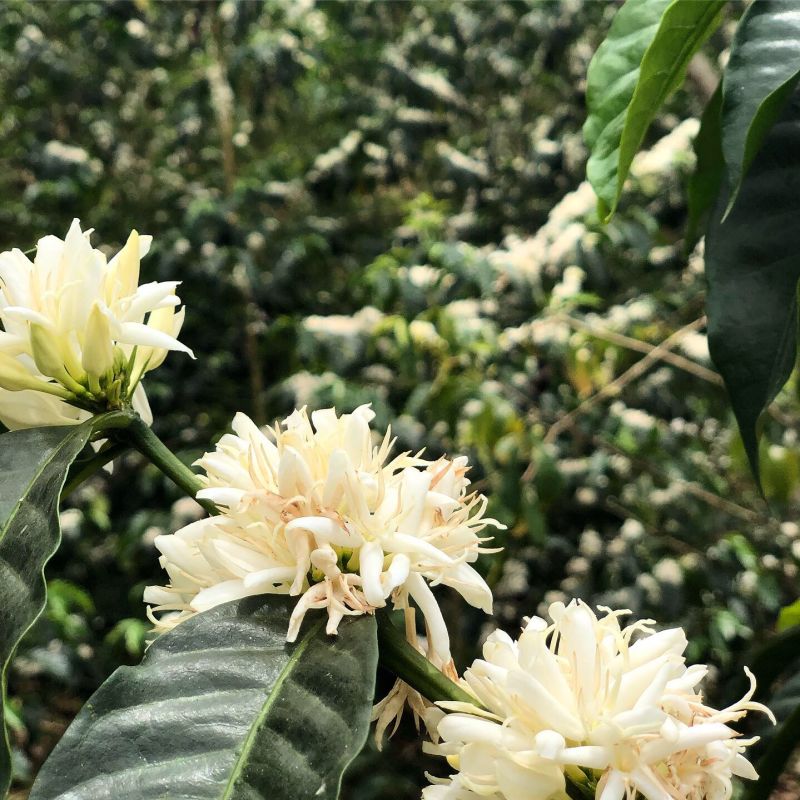 Geisha Plant Bioelectrics — recorded at La Palma & El Tucán, Zipacón, Colombia
