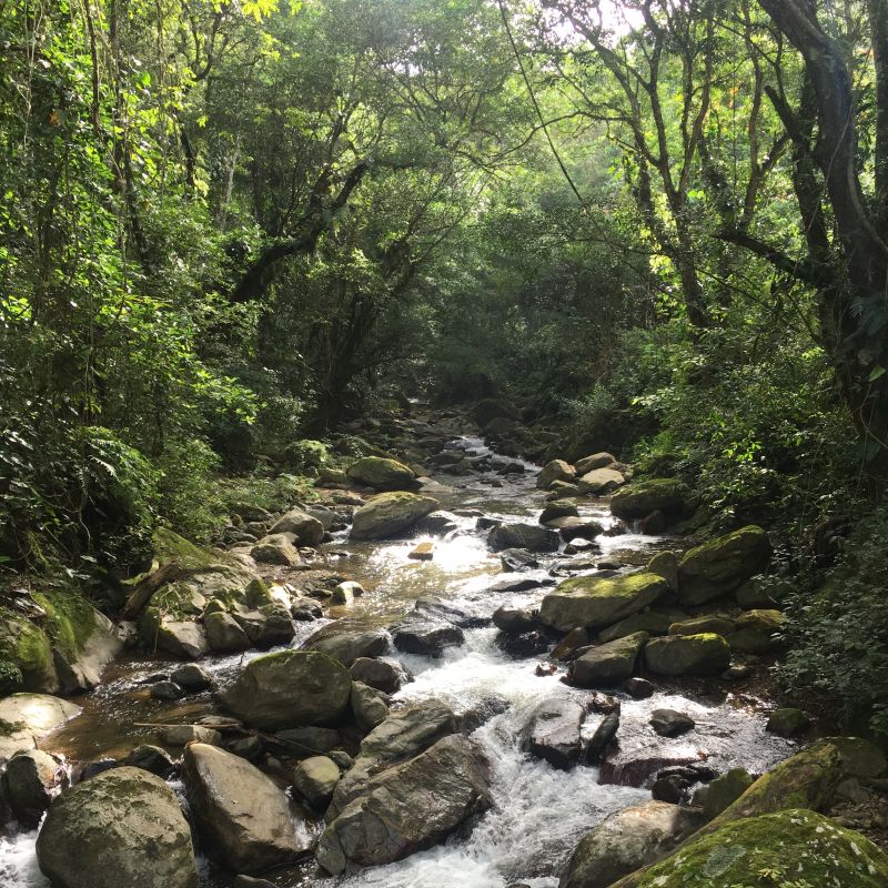 Creek & Forest Ambience — recorded at La Palma & El Tucán, Zipacón, Colombia