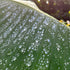 Focus Banano — recorded at La Palma & El Tucán, Zipacón, Colombia