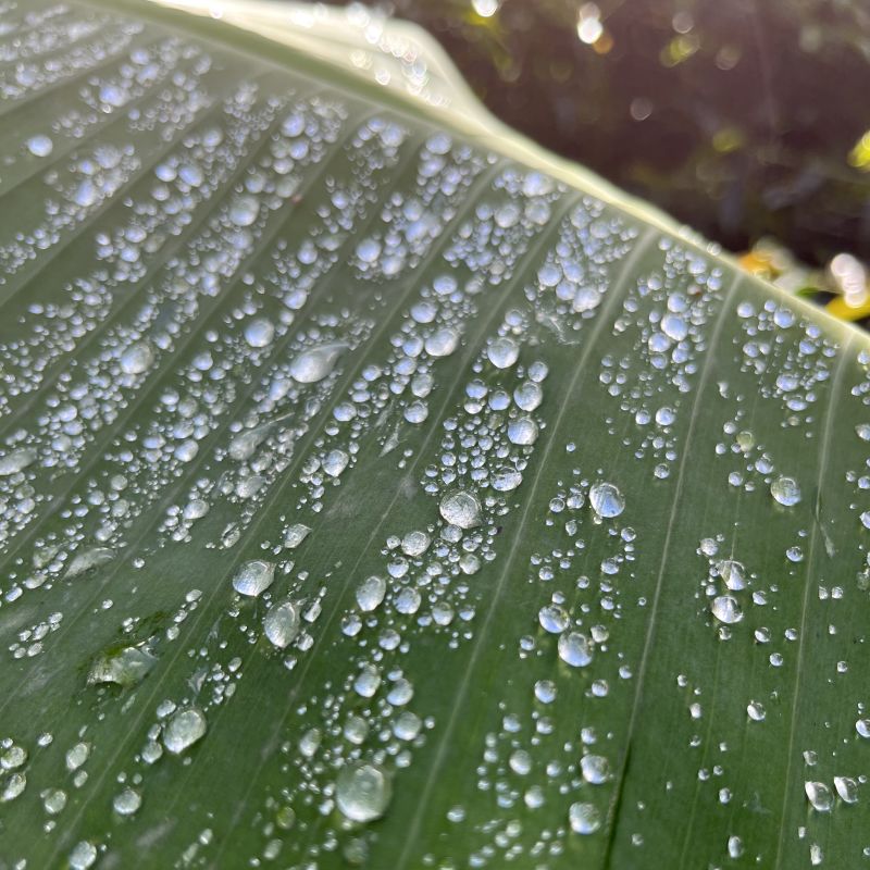 Focus Banano — recorded at La Palma & El Tucán, Zipacón, Colombia