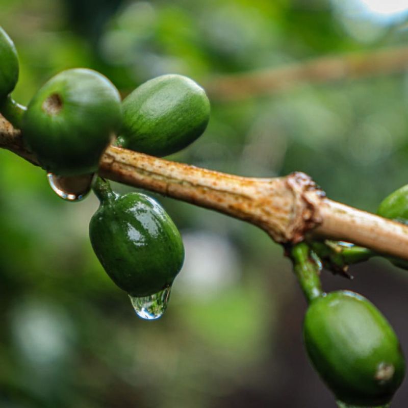Sleep Java — recorded at La Palma & El Tucán, Zipacón, Colombia