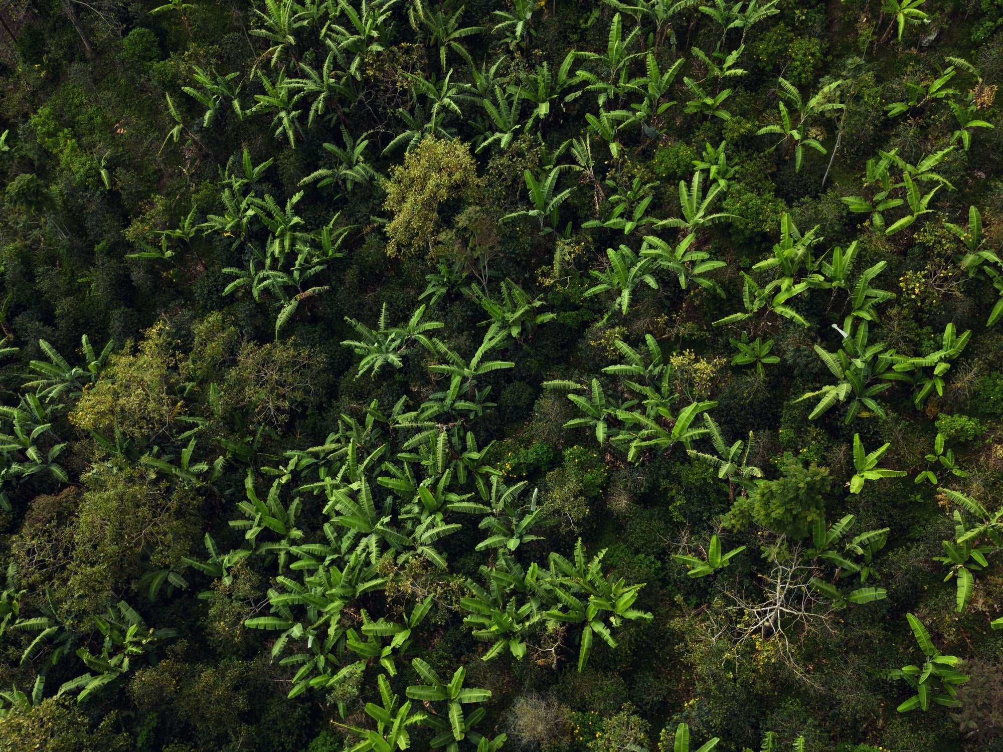 Aerial view of the La Palma & El Tucán estate