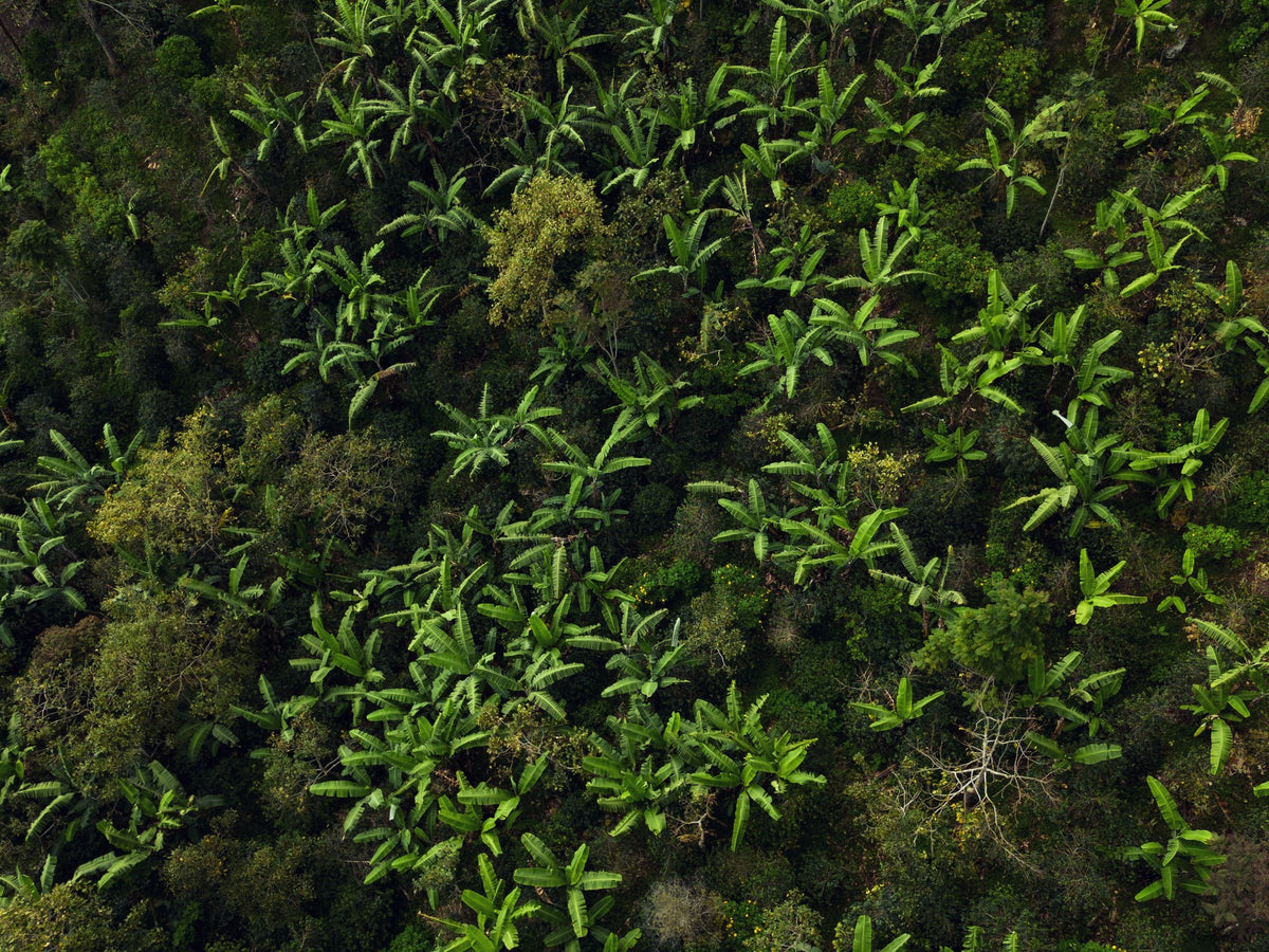 Aerial view of the La Palma & El Tucán estate