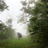 Morning Rain at La Palma — recorded at La Palma & El Tucán, Zipacón, Colombia