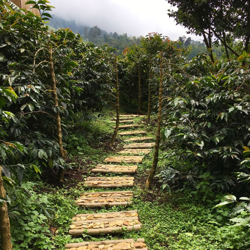 Focus Sidra — recorded at La Palma & El Tucán, Zipacón, Colombia