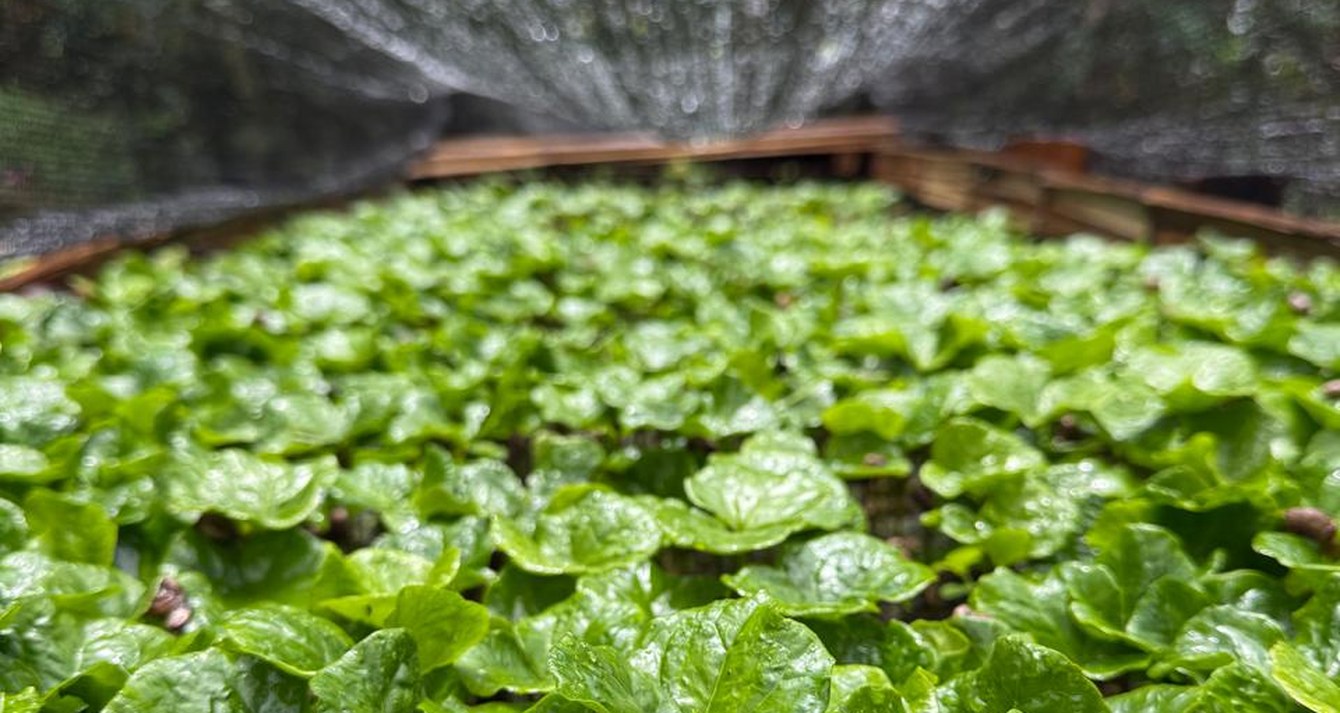 Almacigo de plantulas de cafe bajo polisombra en La Palma y El Tucan