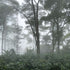 Sleep Geisha — recorded at La Palma & El Tucán, Zipacón, Colombia