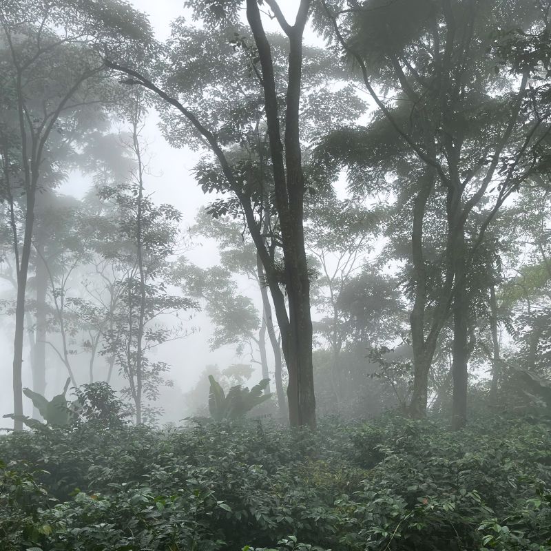 Sleep Geisha — recorded at La Palma & El Tucán, Zipacón, Colombia