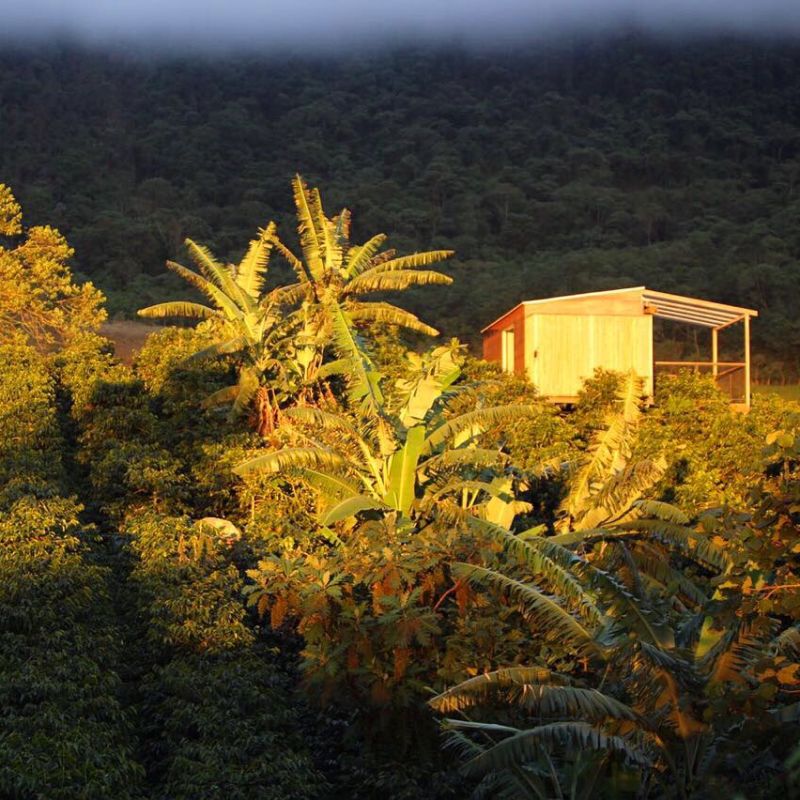 Sunset Birds — recorded at La Palma & El Tucán, Zipacón, Colombia