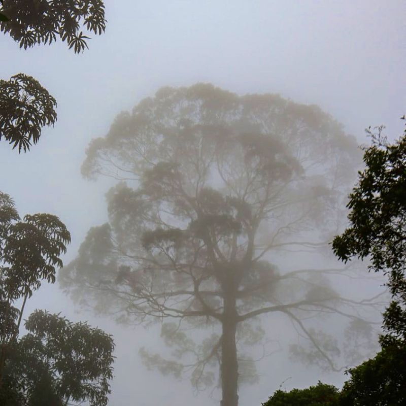 Meditation Chachafruto — recorded at La Palma & El Tucán, Zipacón, Colombia